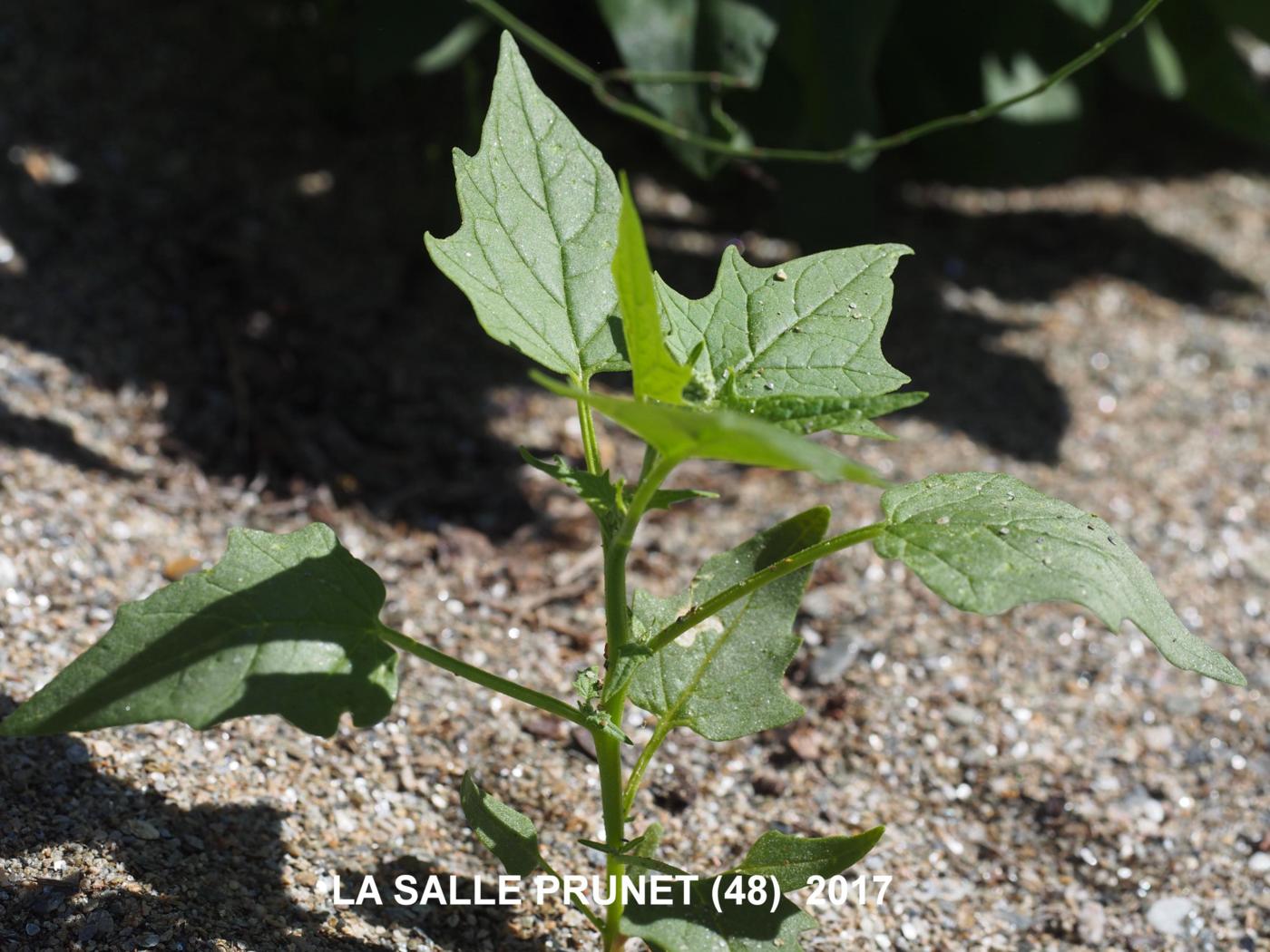 Goosefoot, Red plant